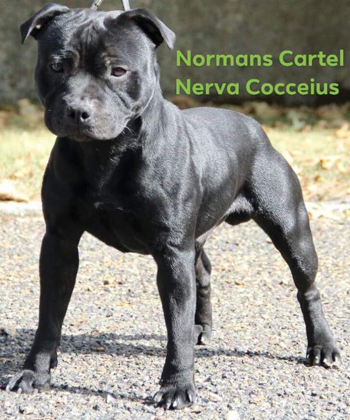 Normans Cartel Nerva cocceius