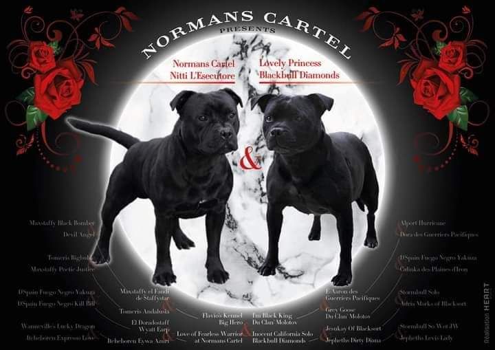 chiot Staffordshire Bull Terrier Normans Cartel