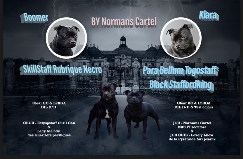 chiot Staffordshire Bull Terrier Normans Cartel