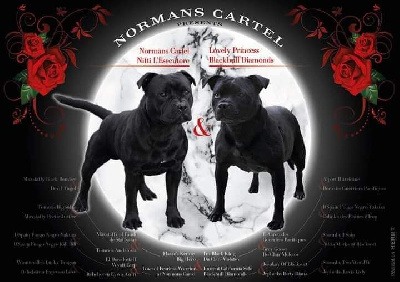 Normans Cartel - Staffordshire Bull Terrier - Portée née le 25/09/2020