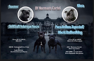 Normans Cartel - Staffordshire Bull Terrier - Portée née le 18/04/2022