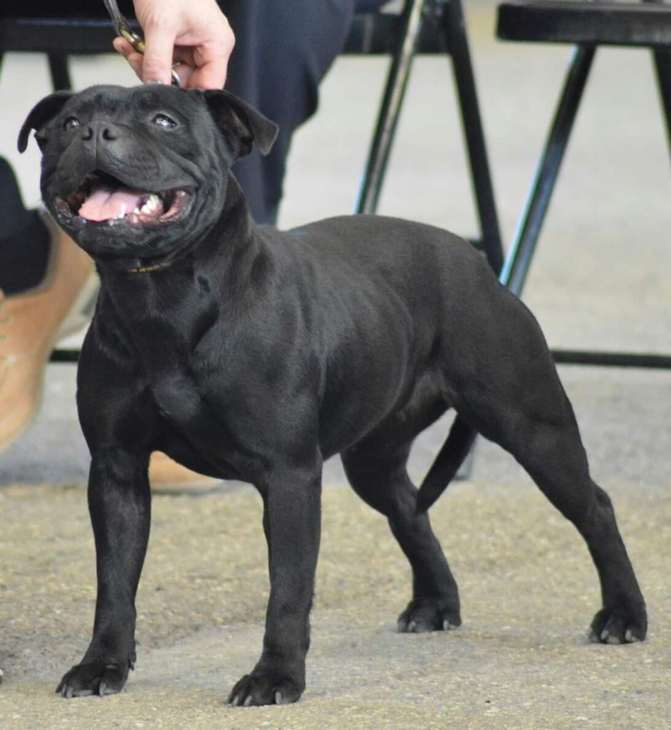 Lovely princess blackbull diamonds