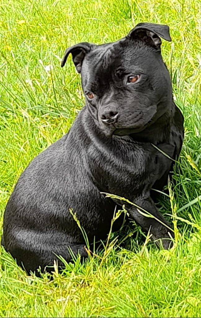 Para bellum Togostaff Black Stafford King