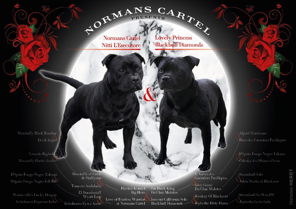 Normans Cartel - Bientôt de nouveaux bébés...