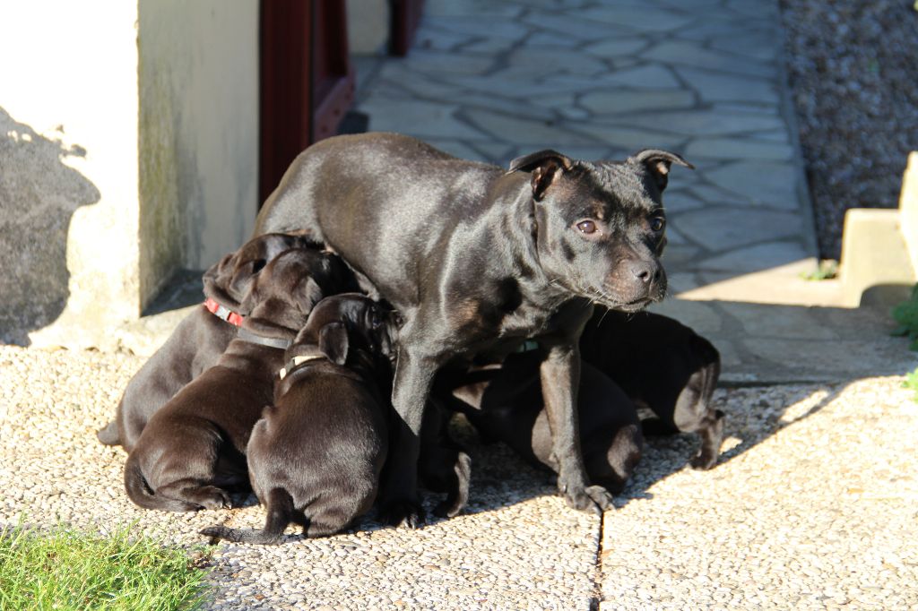 Première sortie des chiots de Big Hero et Lova